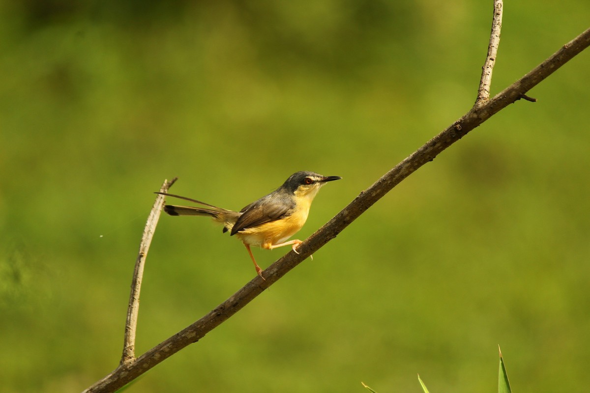Ashy Prinia - ML643688053