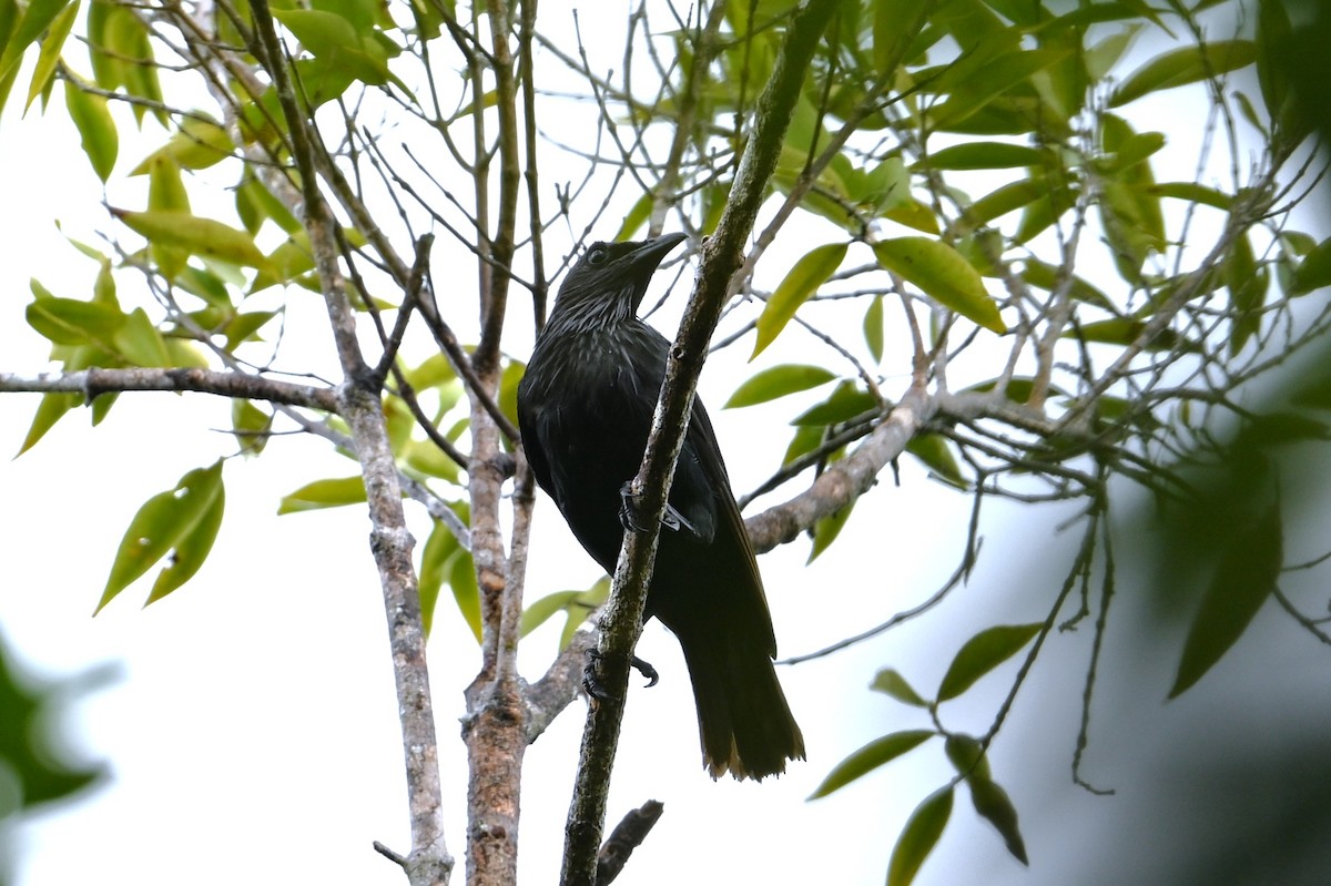 Brown-winged Starling - ML643688074