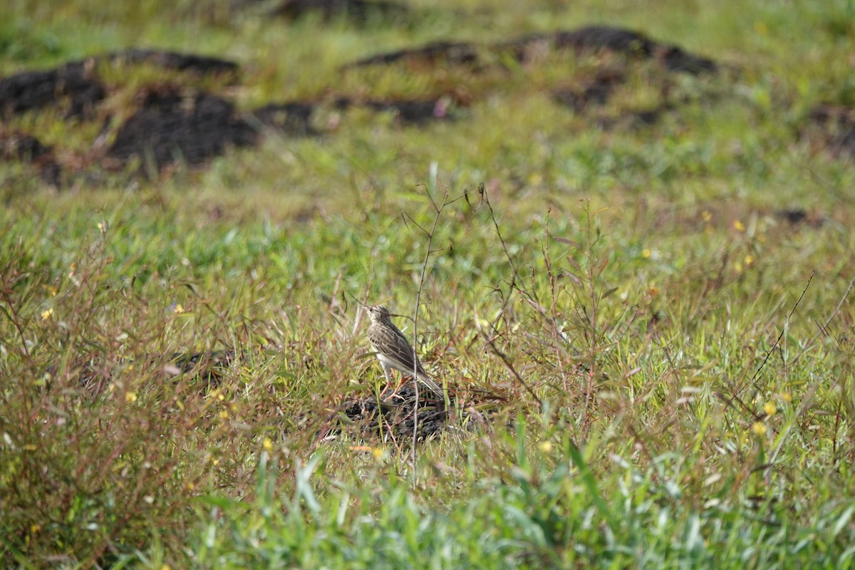 Blyth's Pipit - ML643688083