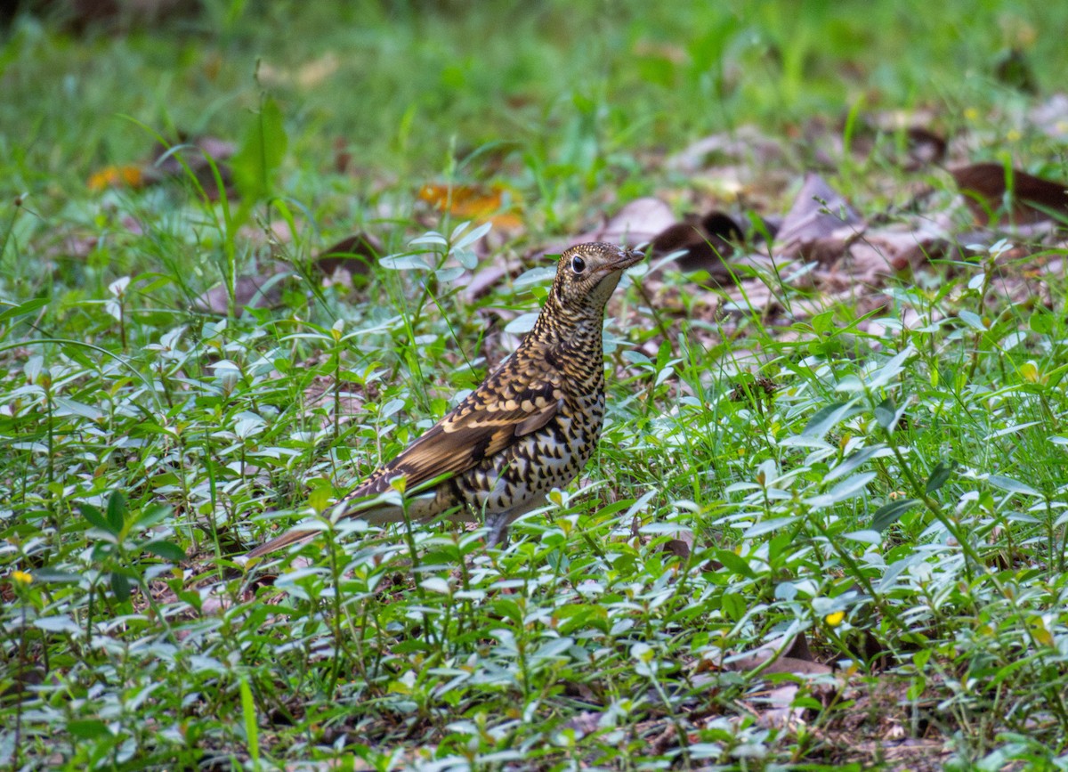 White's Thrush - ML643688085