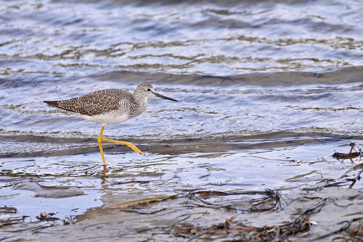 Greater Yellowlegs - ML643688091
