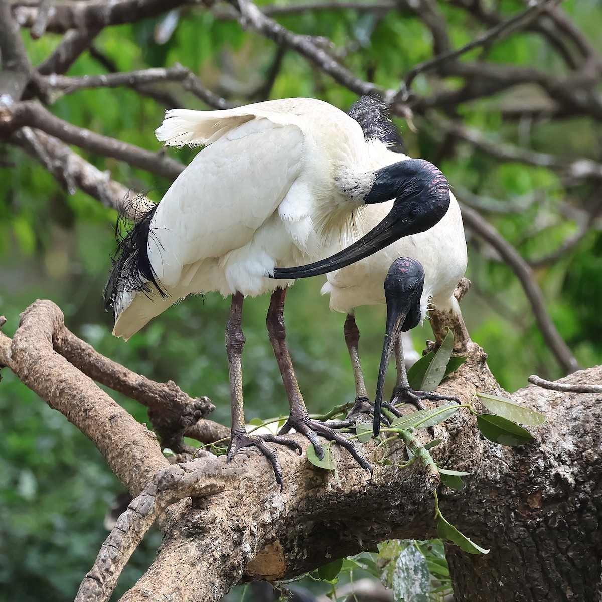 Australian Ibis - ML643688093