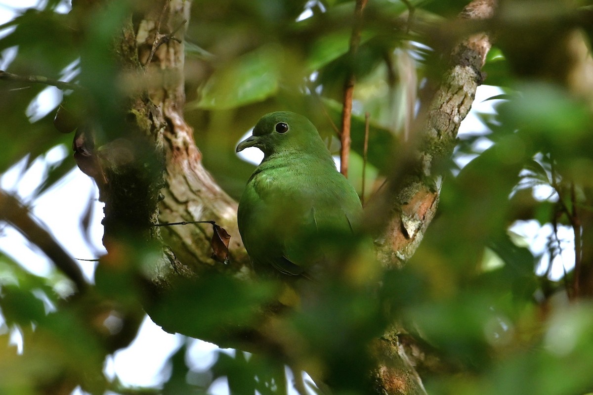 Yellow-bibbed Fruit-Dove - ML643688095