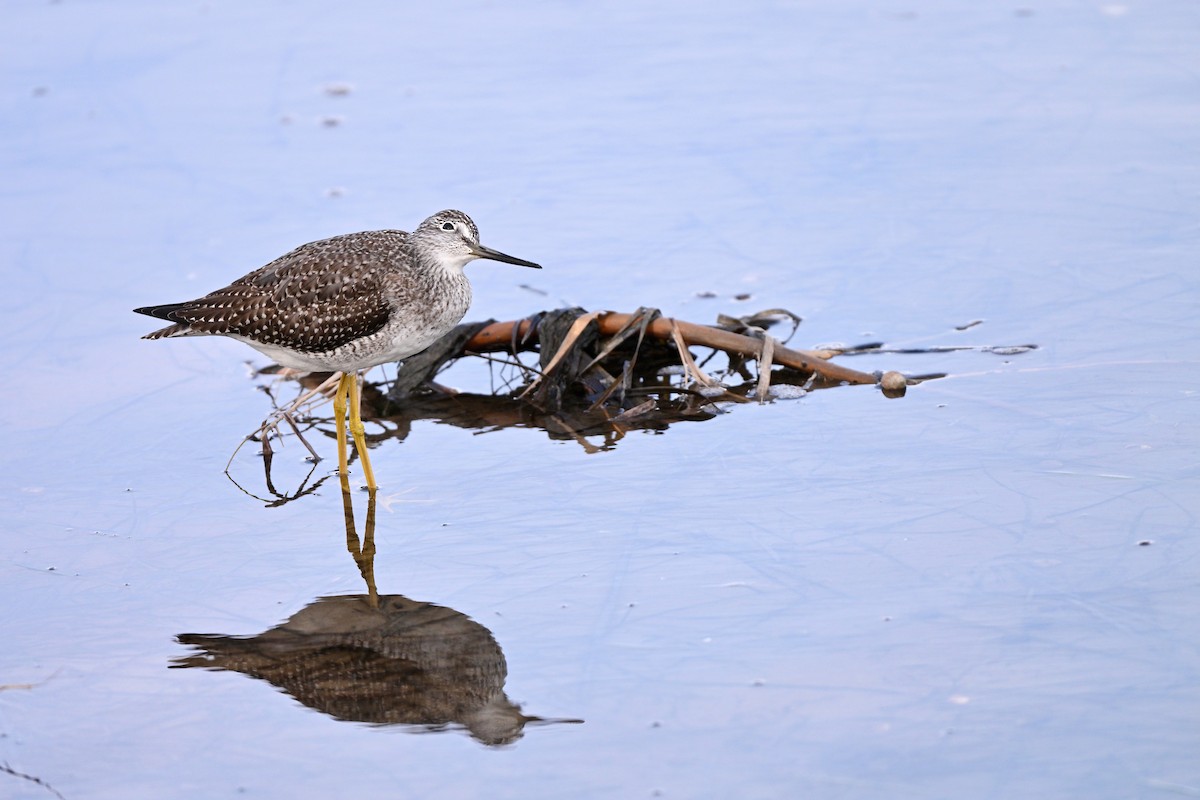 Greater Yellowlegs - ML643688098