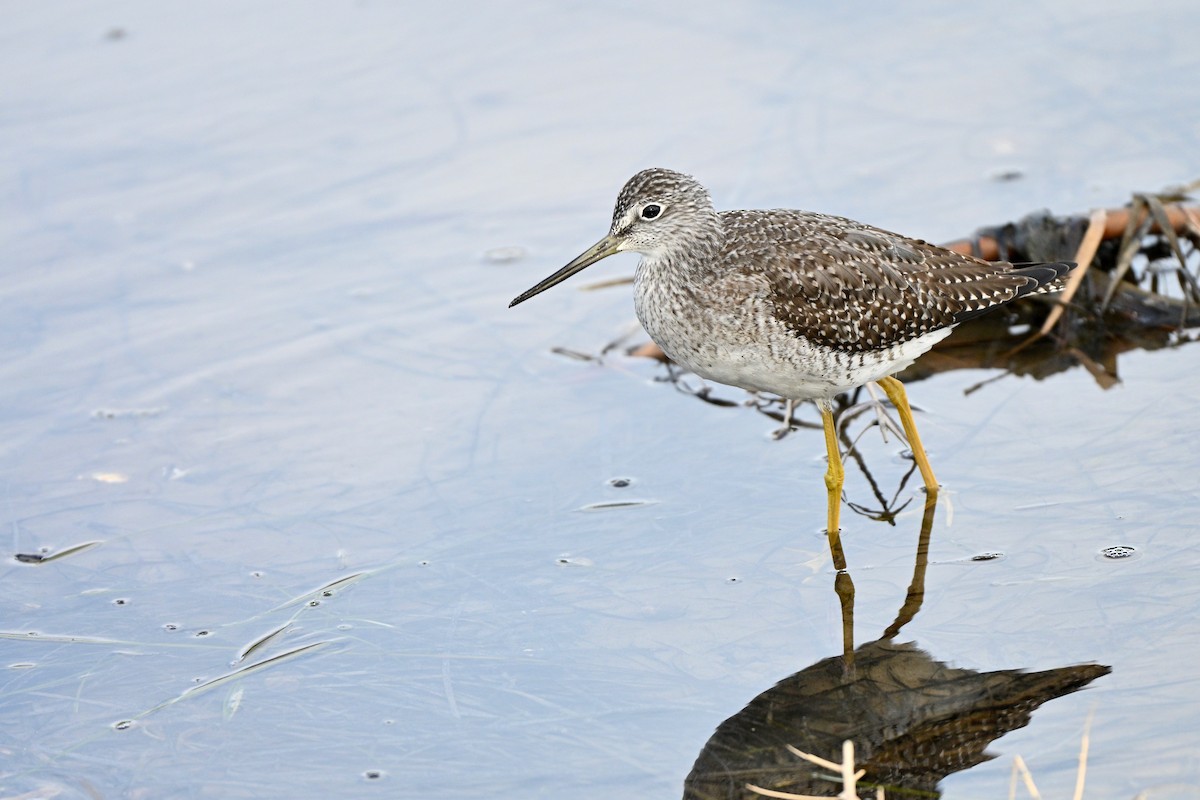 Greater Yellowlegs - ML643688099