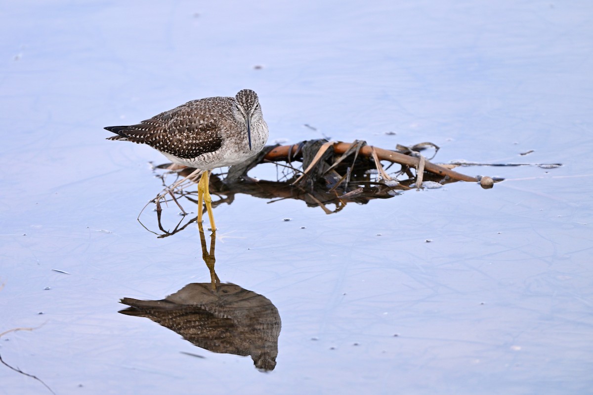 Greater Yellowlegs - ML643688100