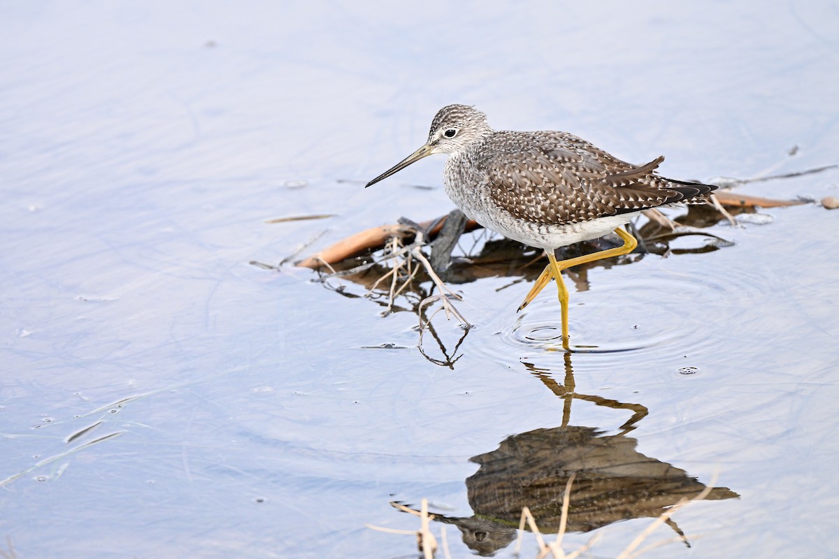 Greater Yellowlegs - ML643688101