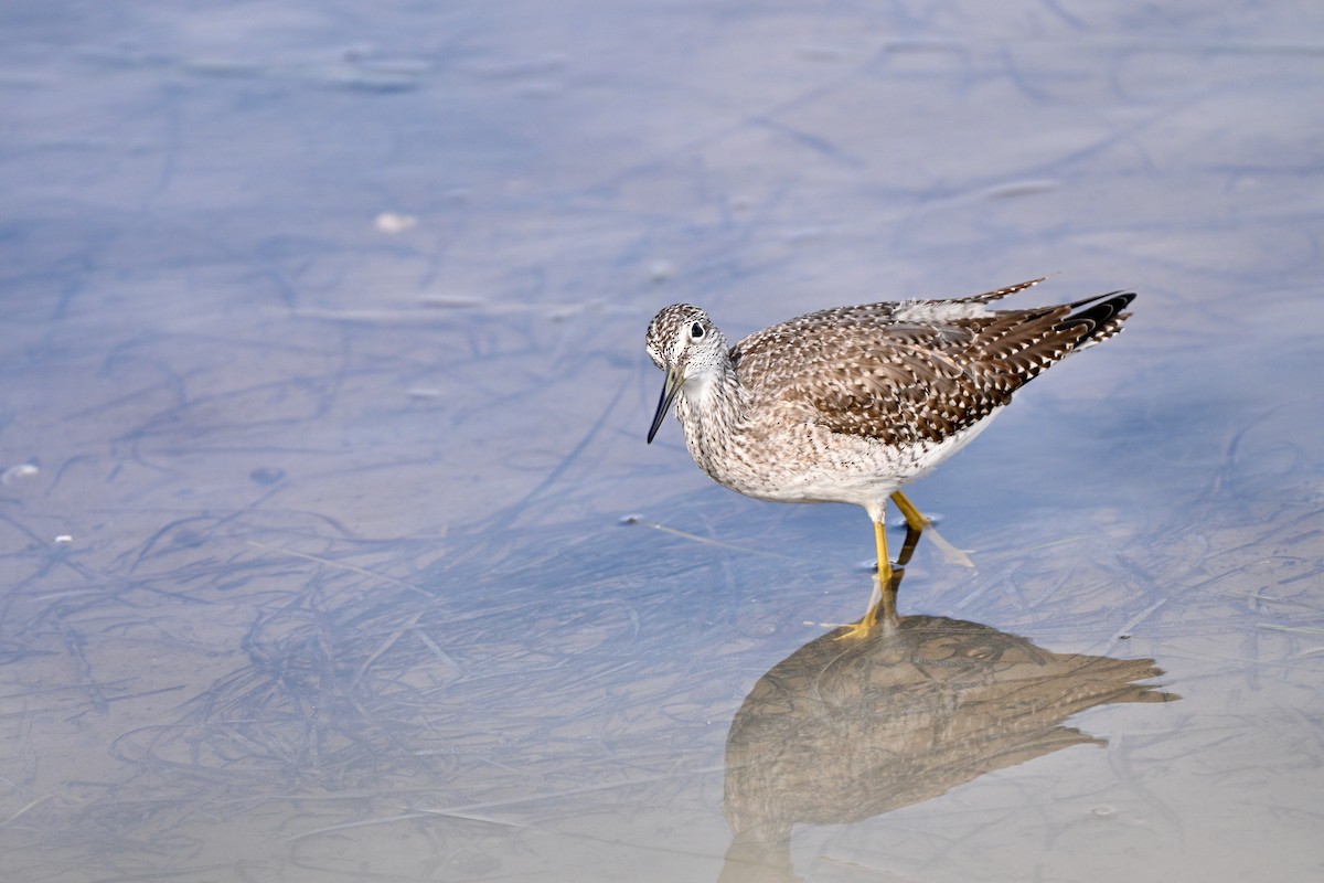 Greater Yellowlegs - ML643688102