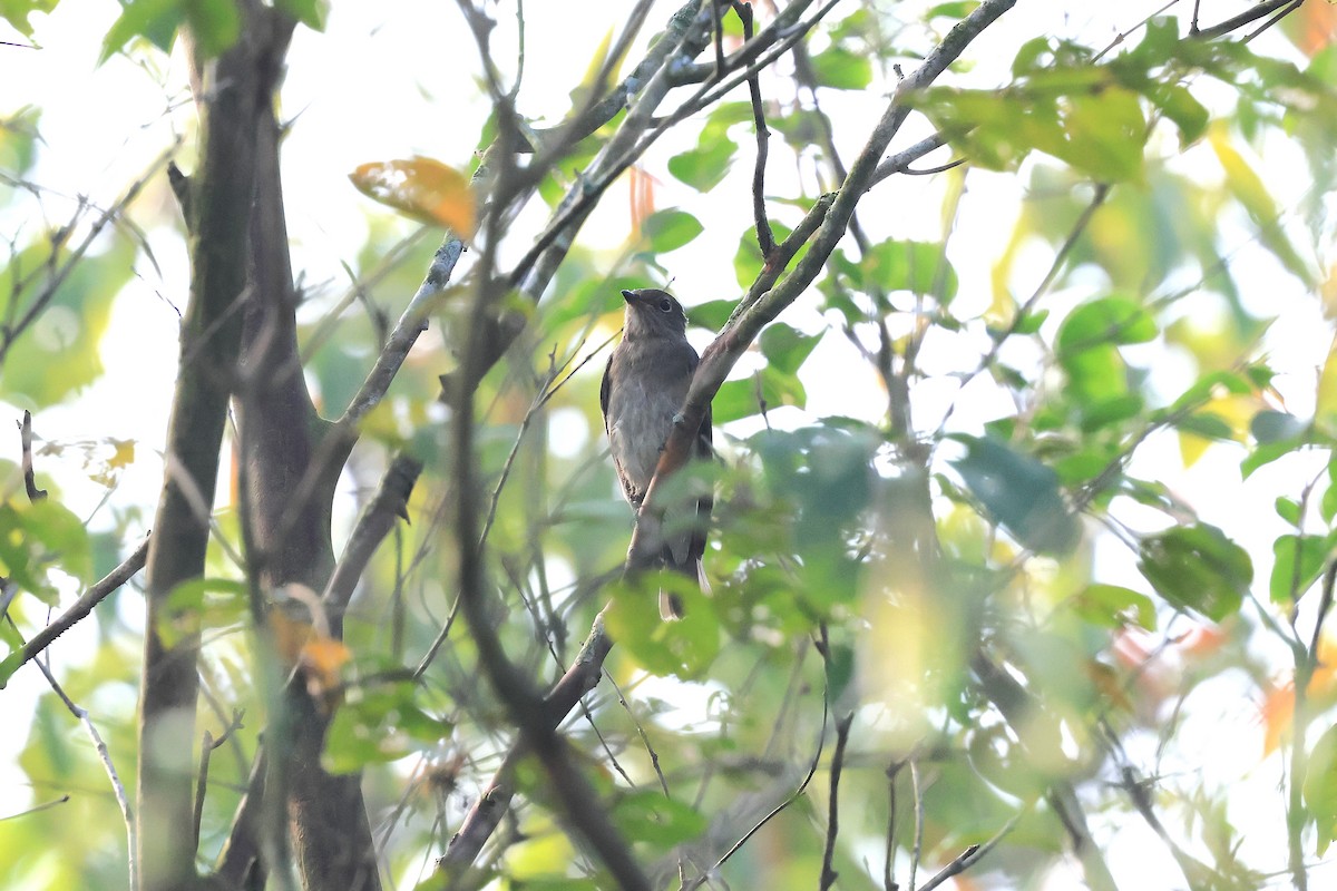 Blue-and-white Flycatcher - ML643688103