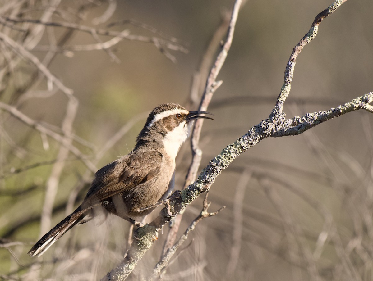 White-browed Babbler - ML643688118