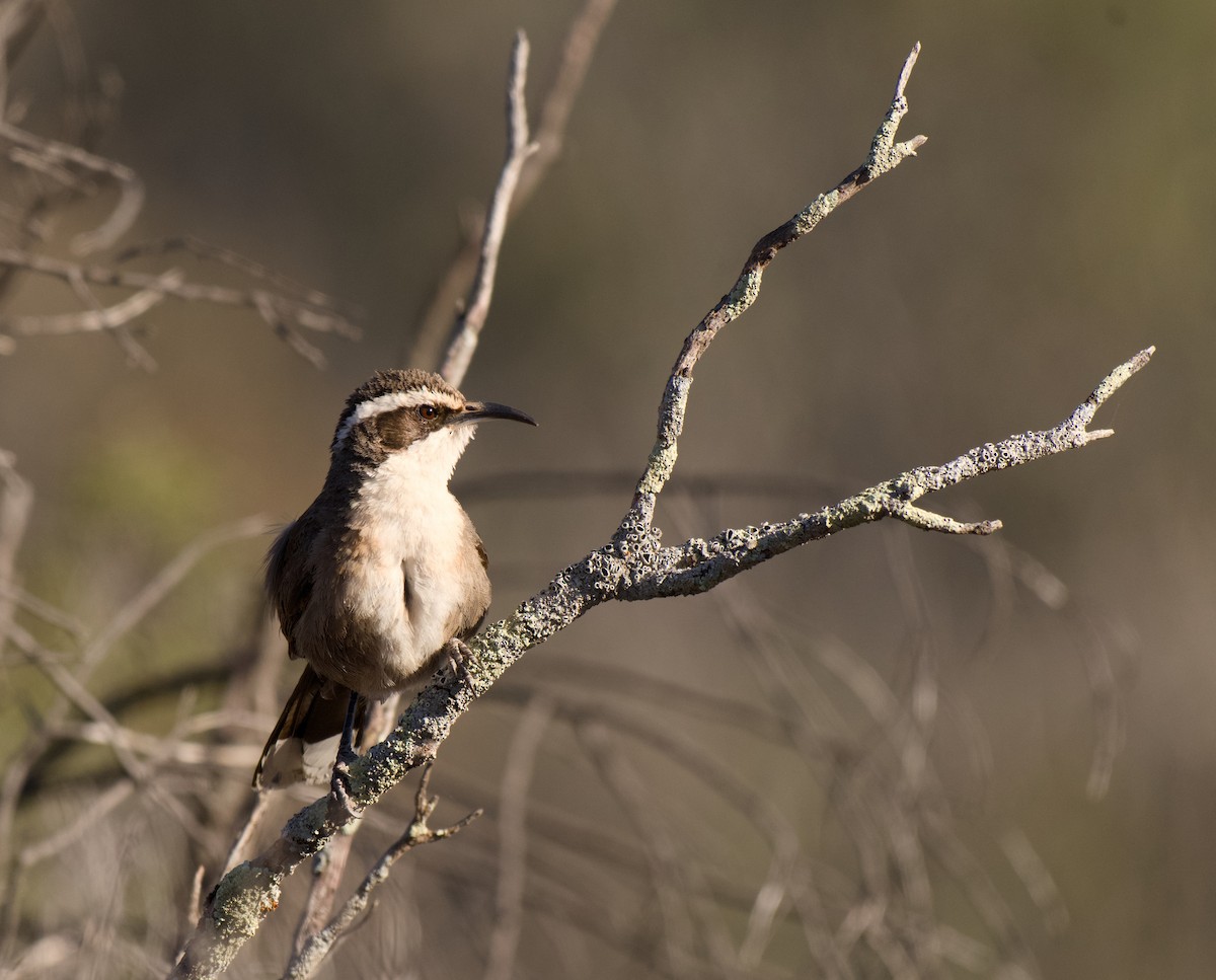 White-browed Babbler - ML643688119
