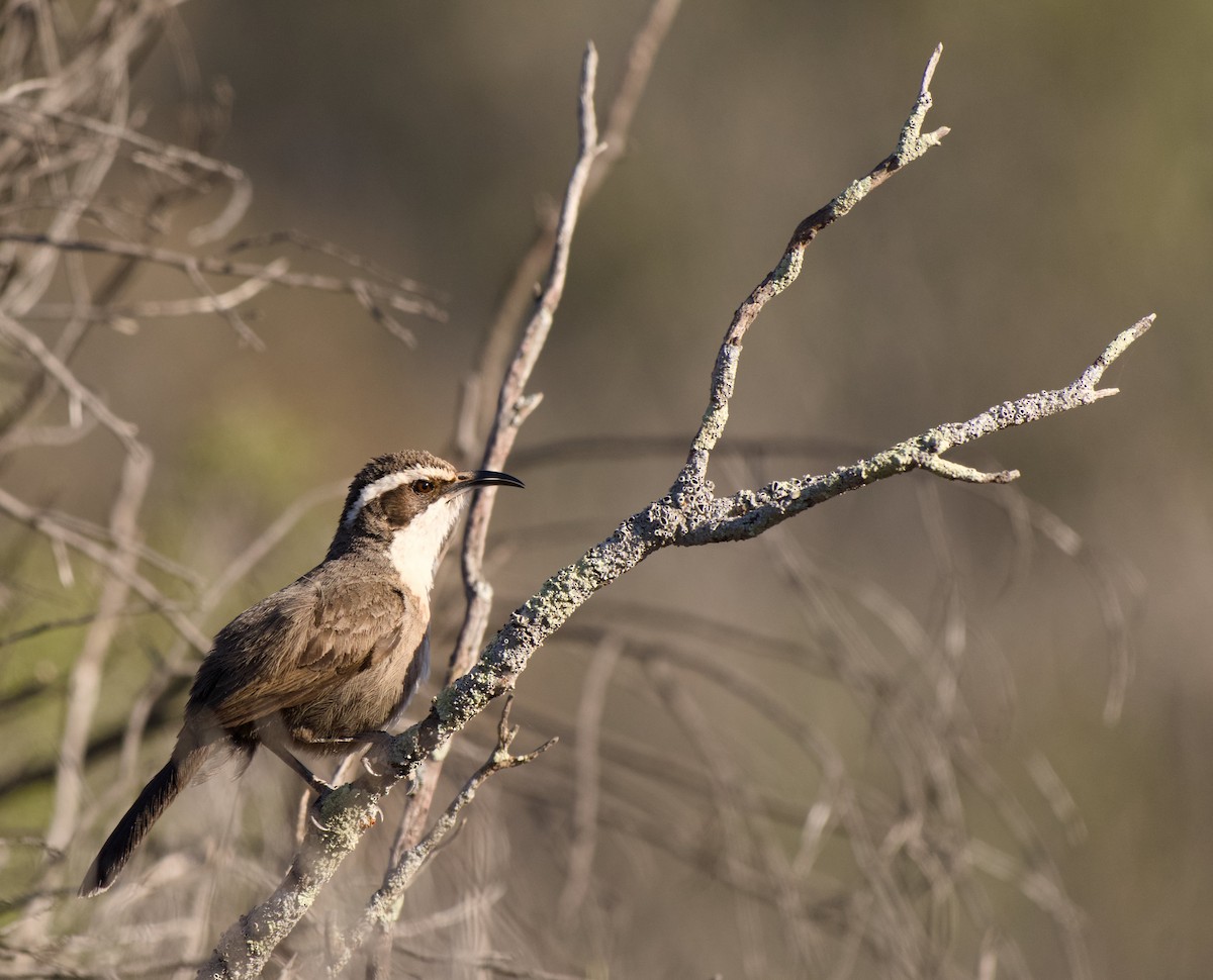 White-browed Babbler - ML643688120