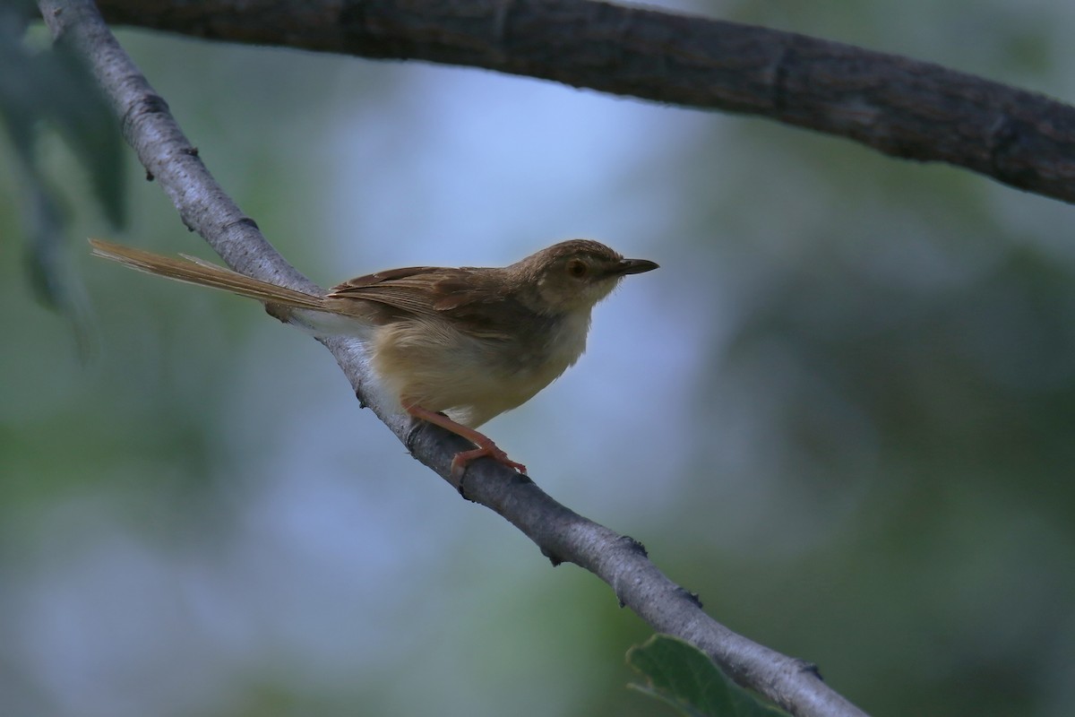 Brown Prinia - ML643688121