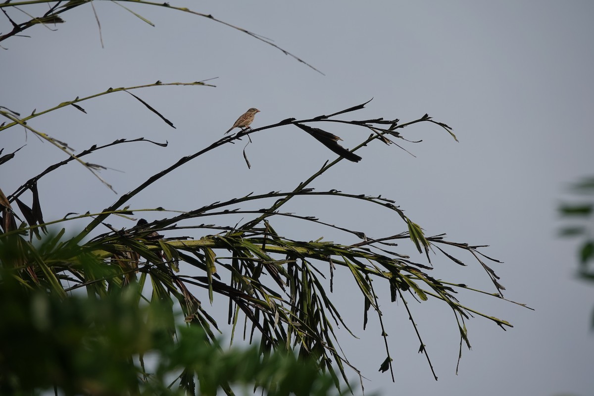 Gray-necked Bunting - ML643688123