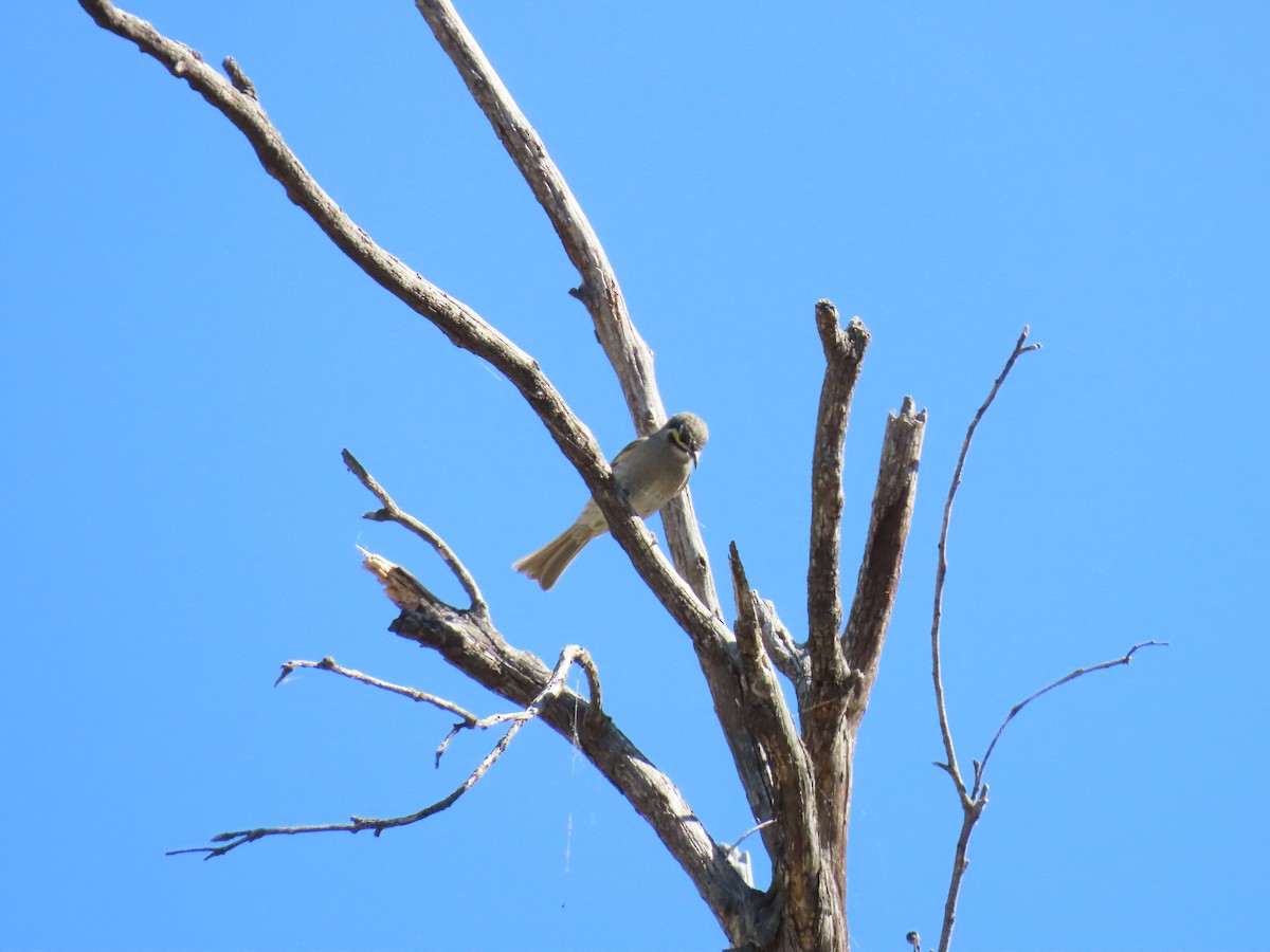 Yellow-faced Honeyeater - ML643688127