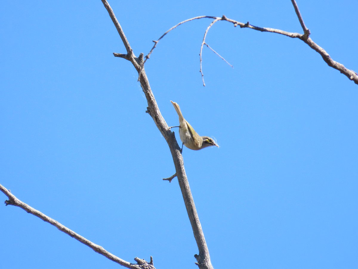 Yellow-faced Honeyeater - ML643688128