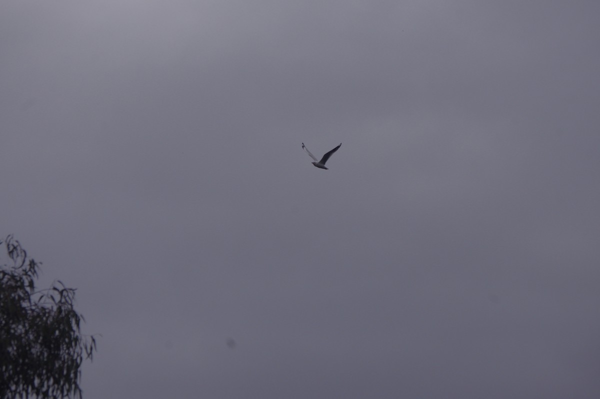 Silver Gull - ML643688130