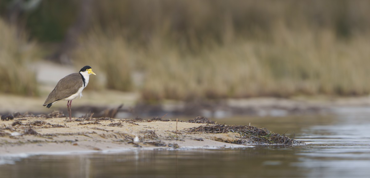 Masked Lapwing - ML643688132