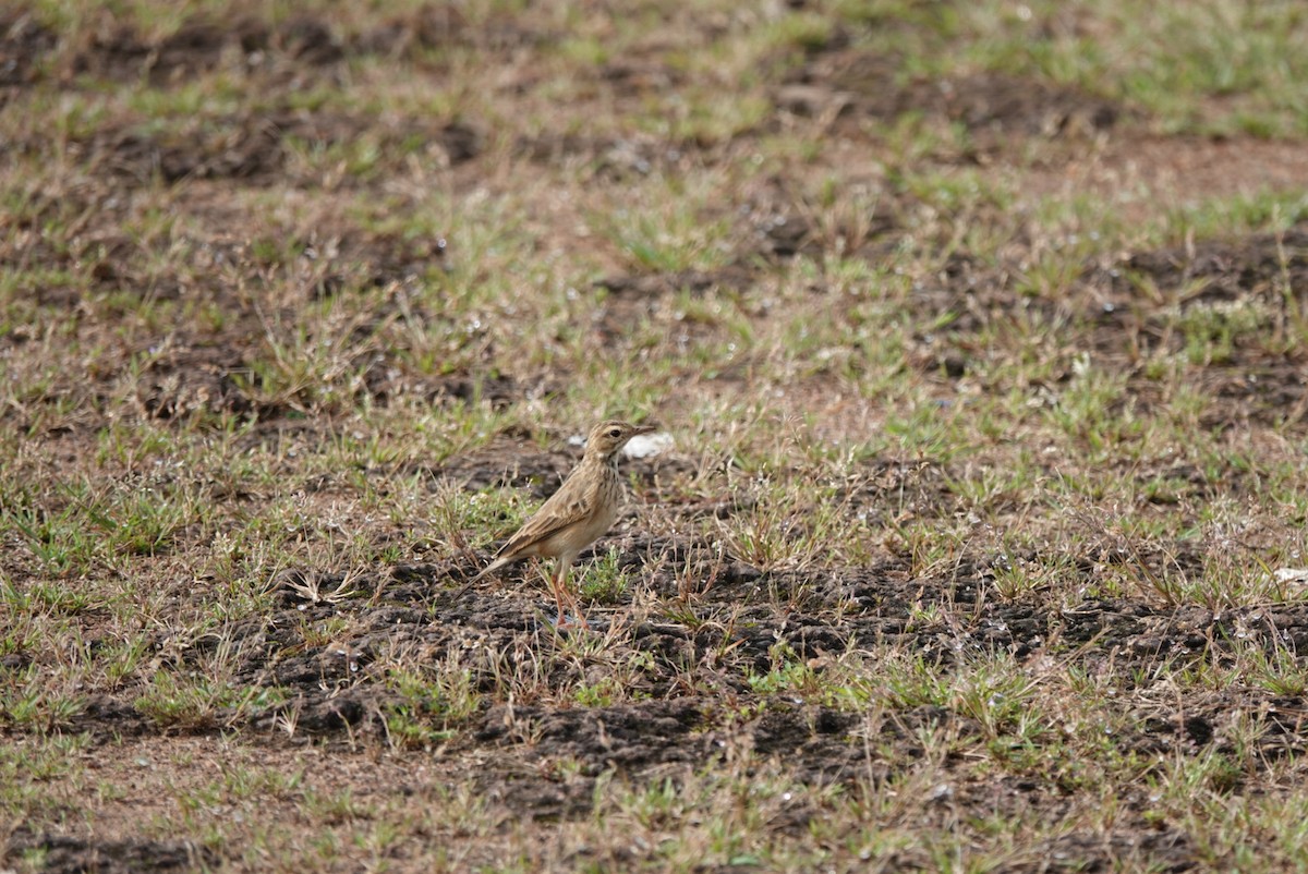 Paddyfield Pipit - ML643688134