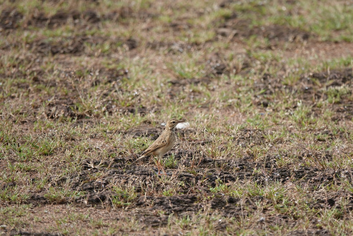 Paddyfield Pipit - ML643688135