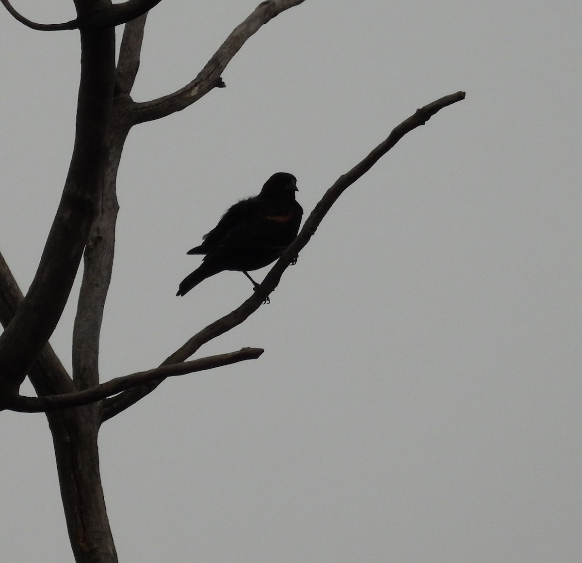 Red-winged Blackbird - ML643688136