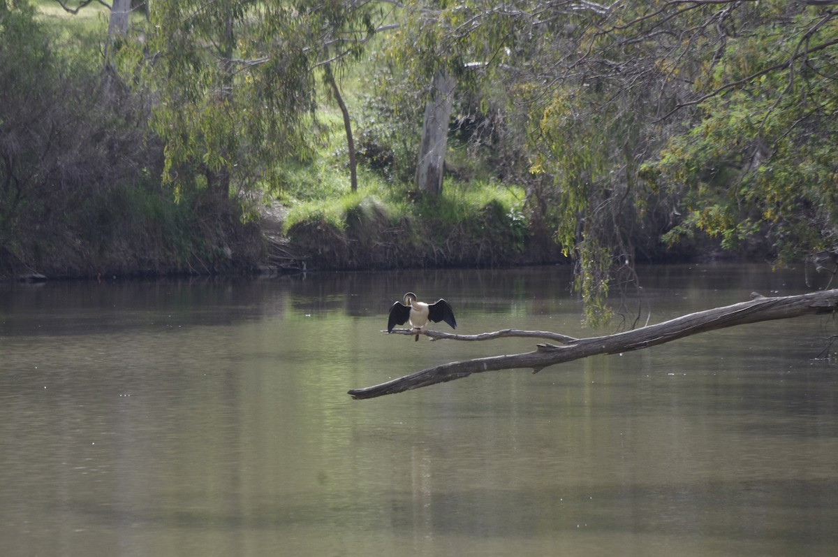 Australasian Darter - ML643688139