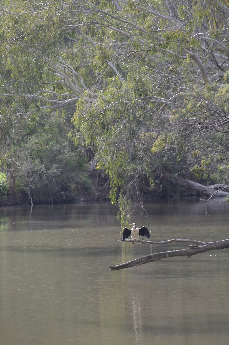 Australasian Darter - ML643688140