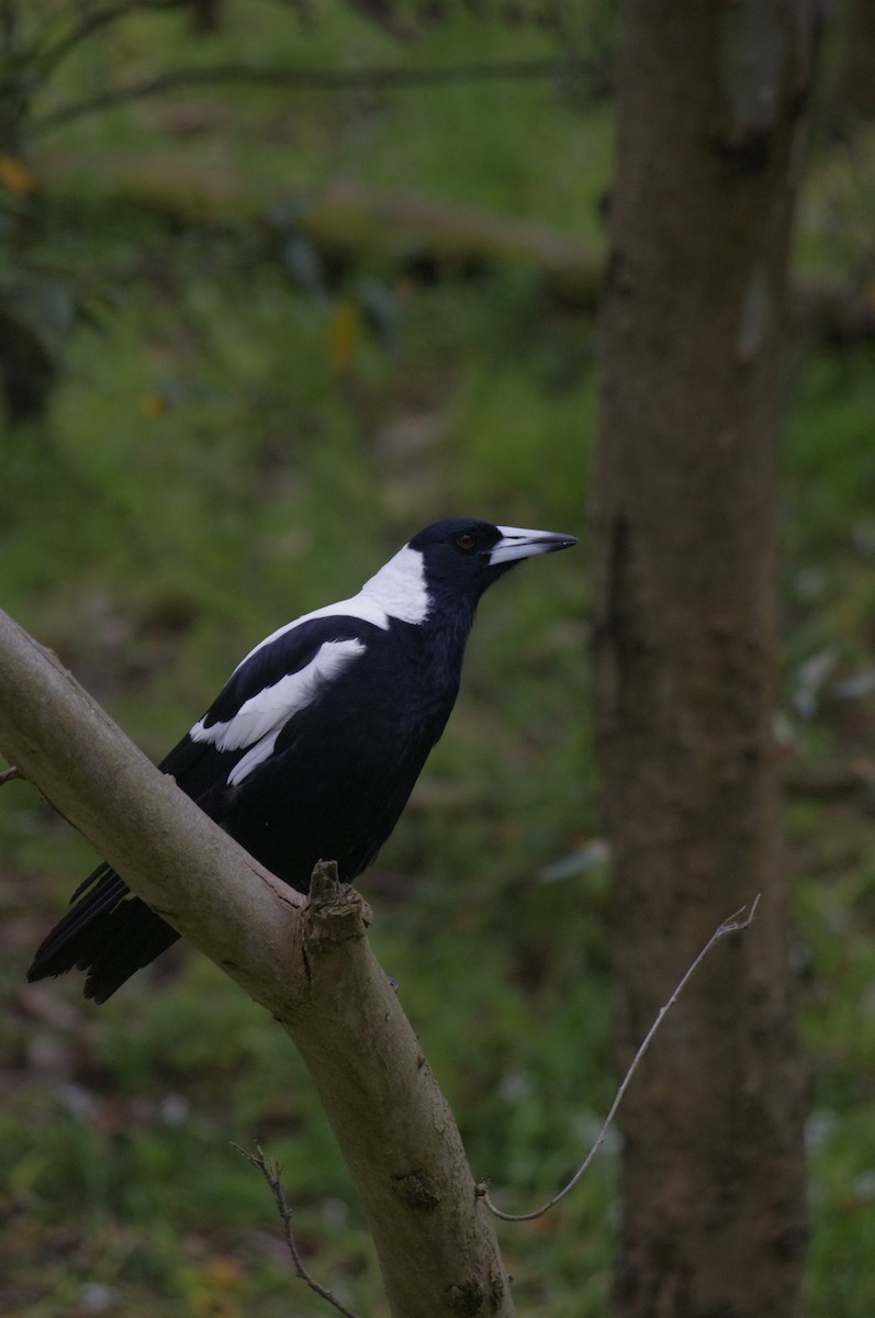 Australian Magpie - ML643688141