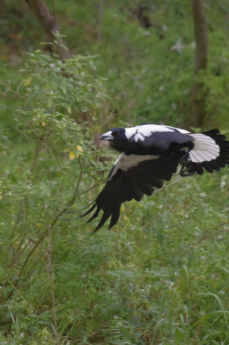 Australian Magpie - ML643688142