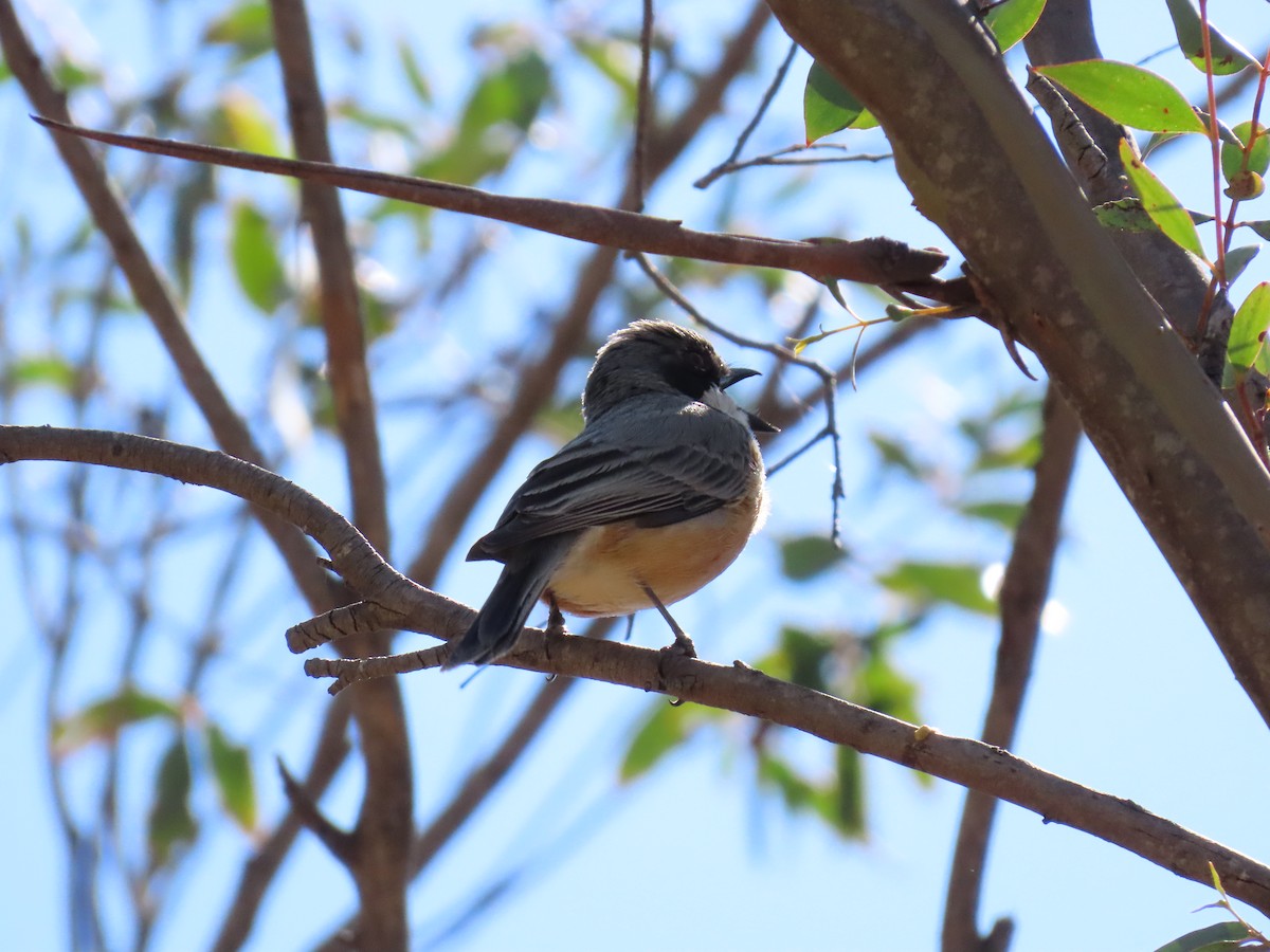 Rufous Whistler - ML643688143