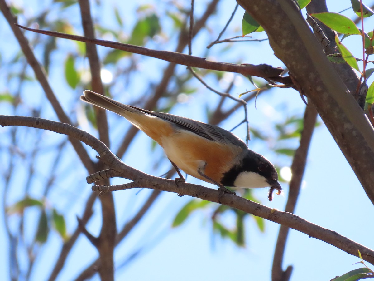 Rufous Whistler - ML643688144