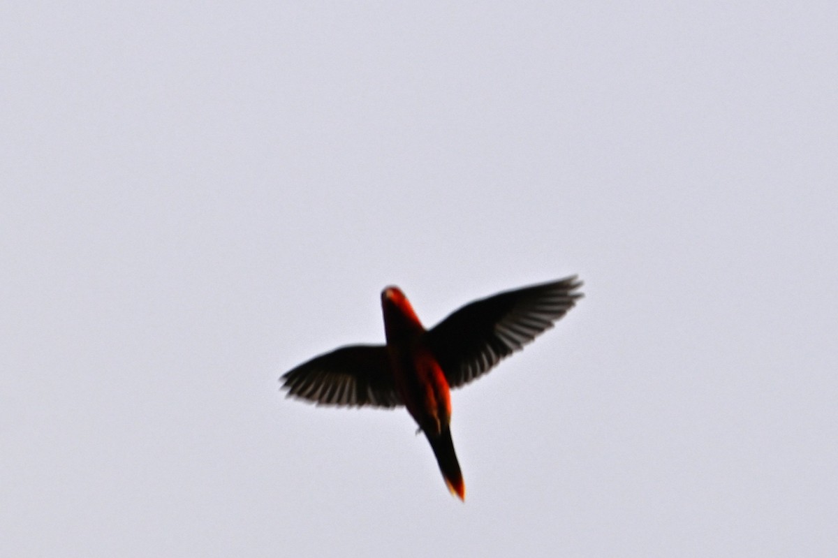 Duchess Lorikeet - ML643688145