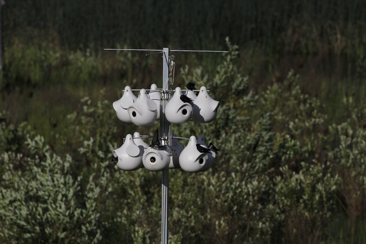 Purple Martin - ML643688149