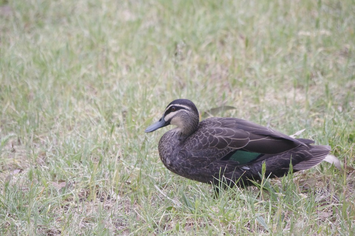 Pacific Black Duck - ML643688150