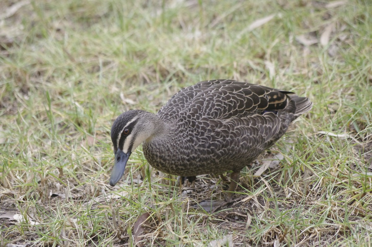 Pacific Black Duck - ML643688151