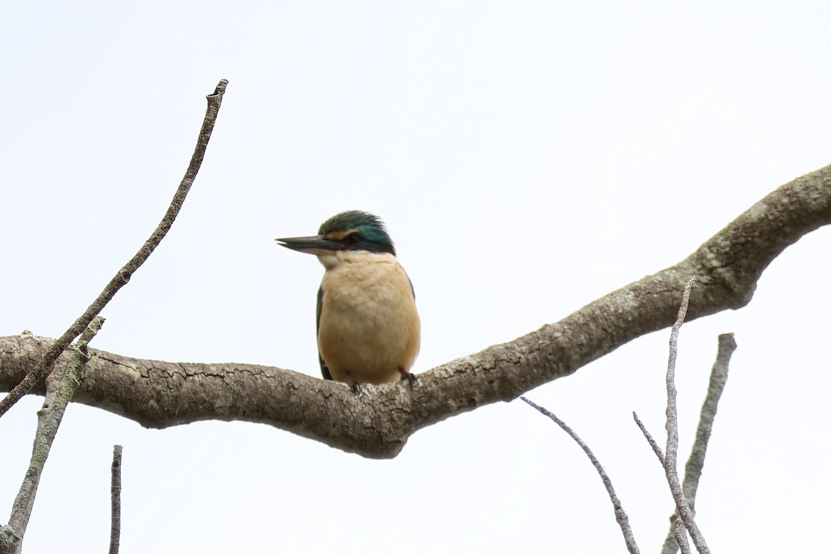 Sacred Kingfisher - ML643688168