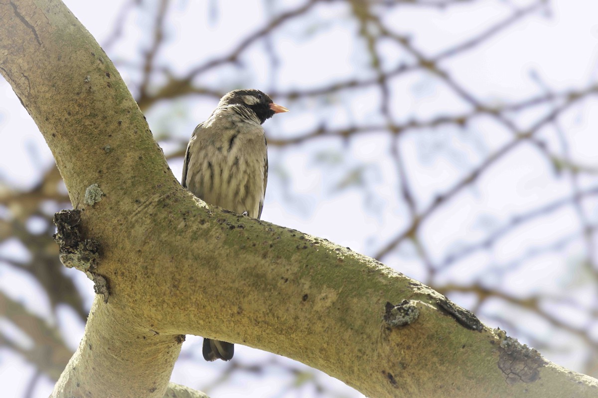 Grand Indicateur - ML643688171