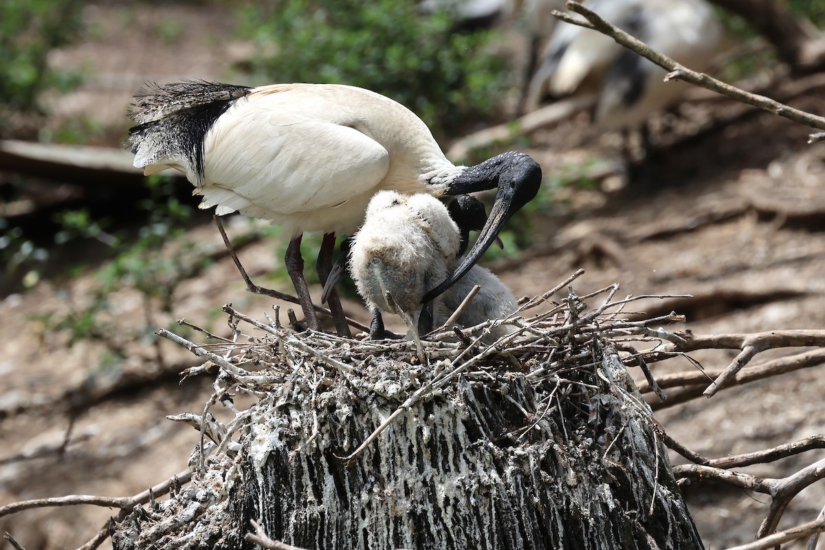 Australian Ibis - ML643688174