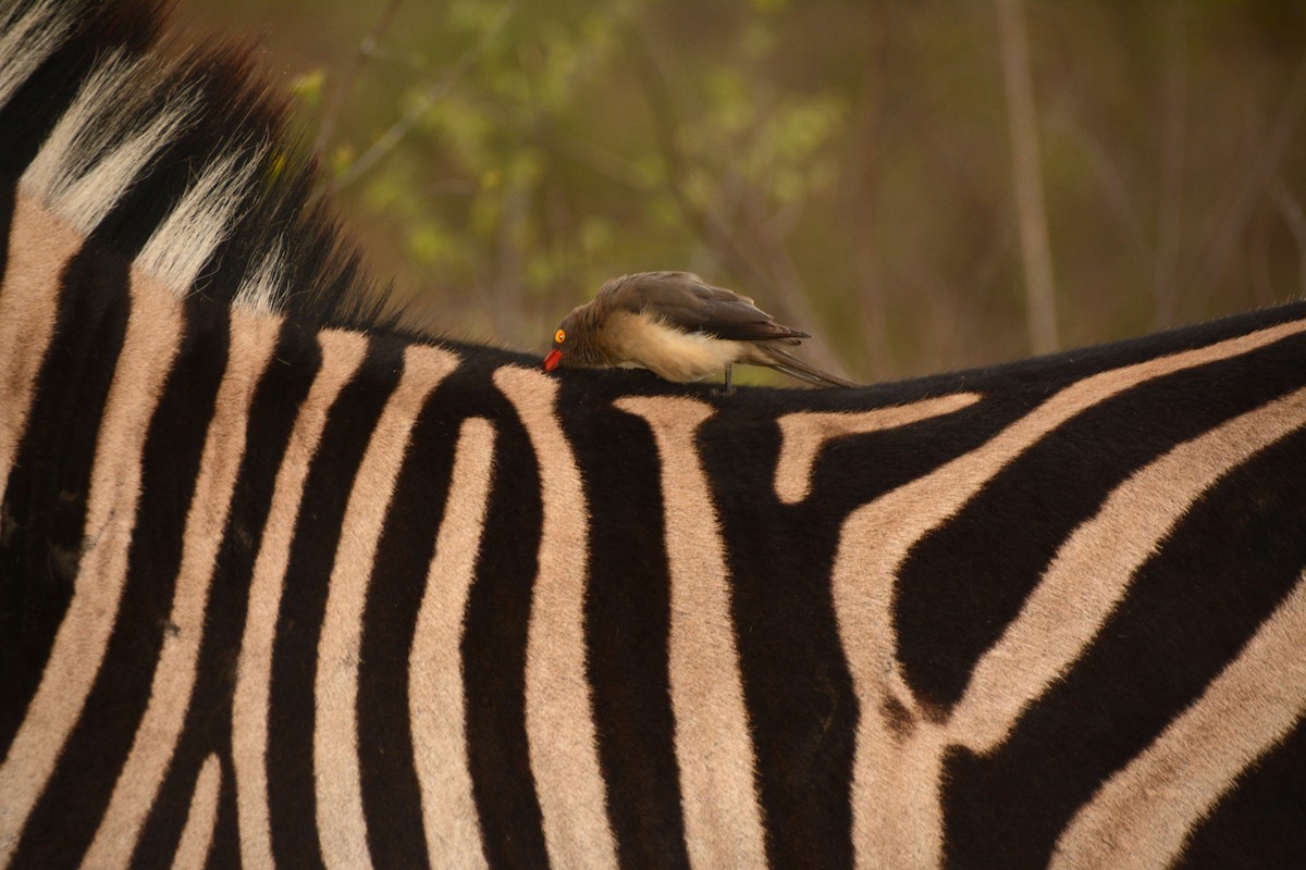 Red-billed Oxpecker - ML643688186