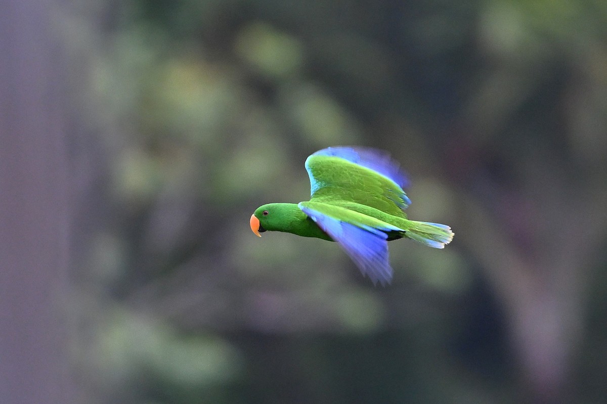 Papuan Eclectus - ML643688190