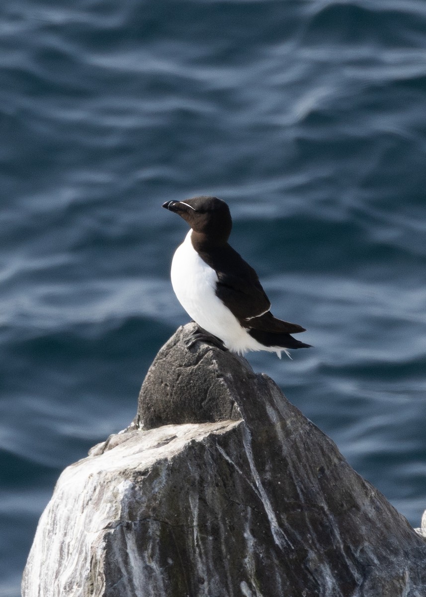 Razorbill - ML643688192