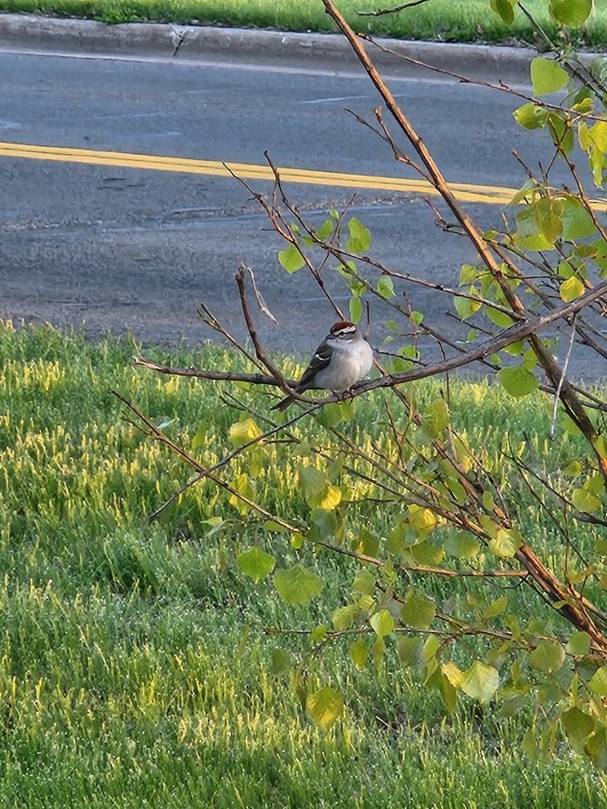 Chipping Sparrow - ML643688195