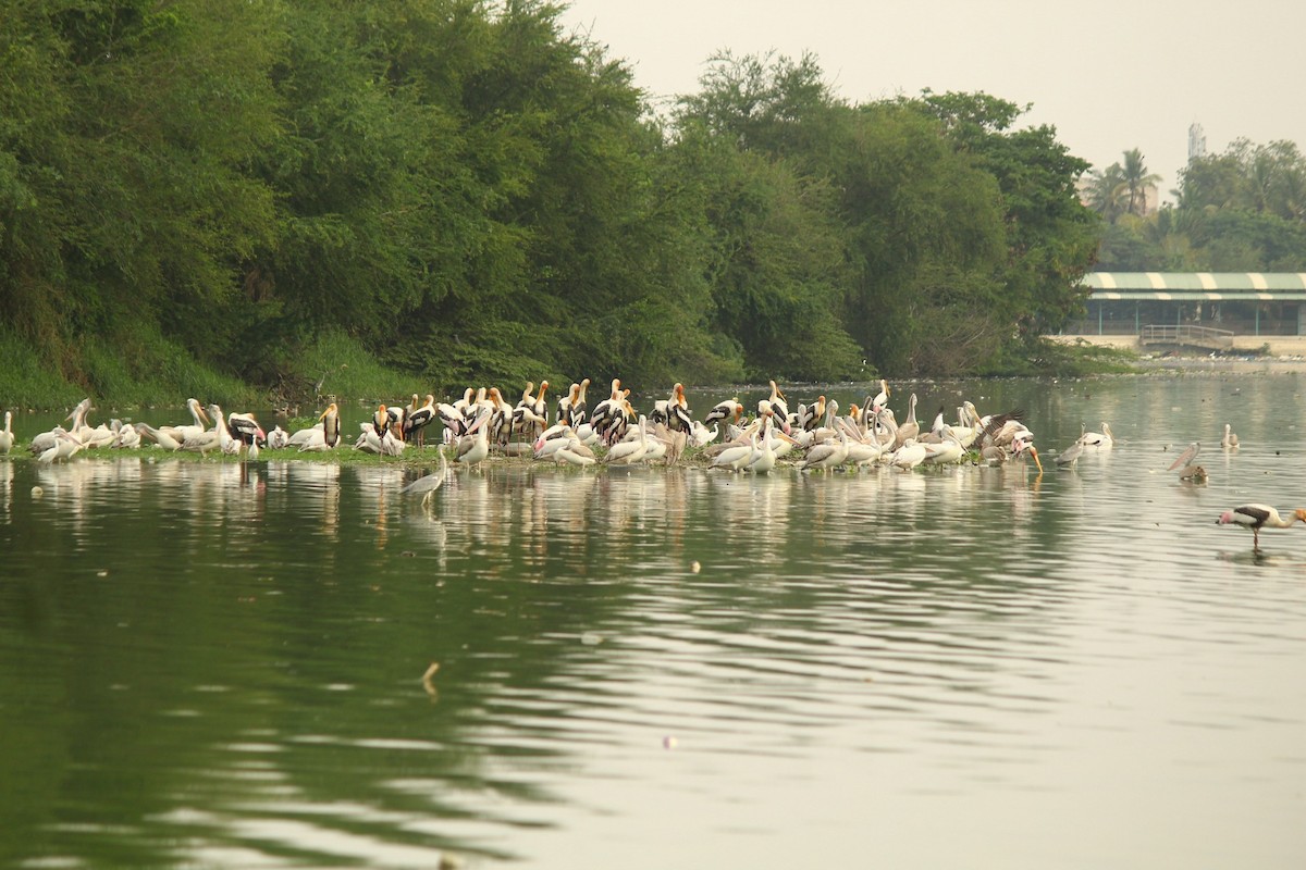 Spot-billed Pelican - ML643688203