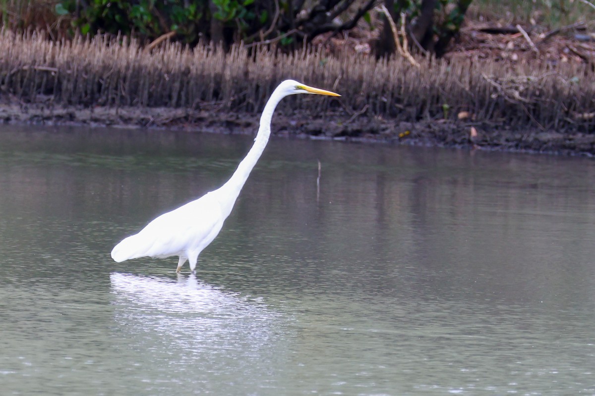 Great Egret - ML643688208