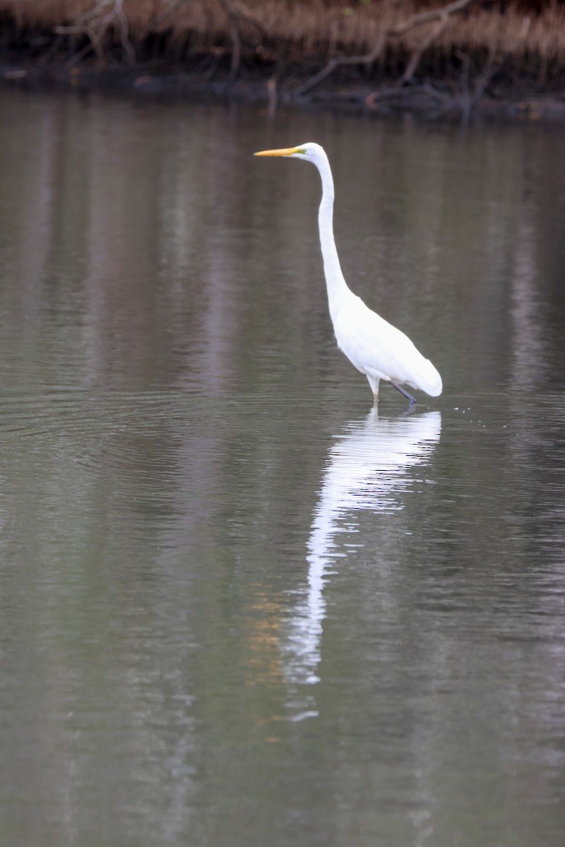 Great Egret - ML643688209