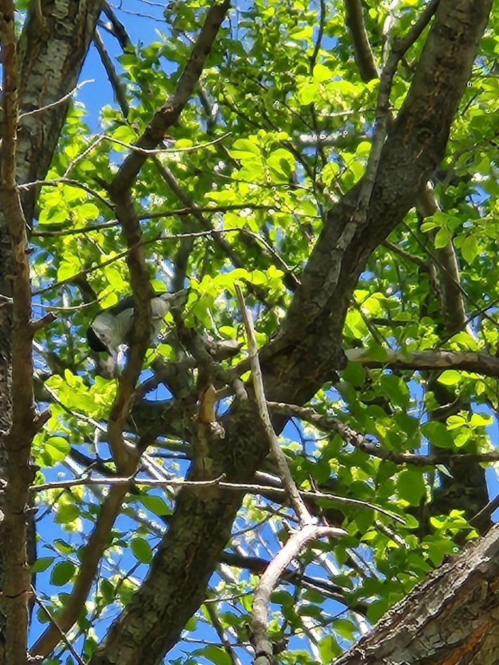 White-breasted Nuthatch - ML643688212