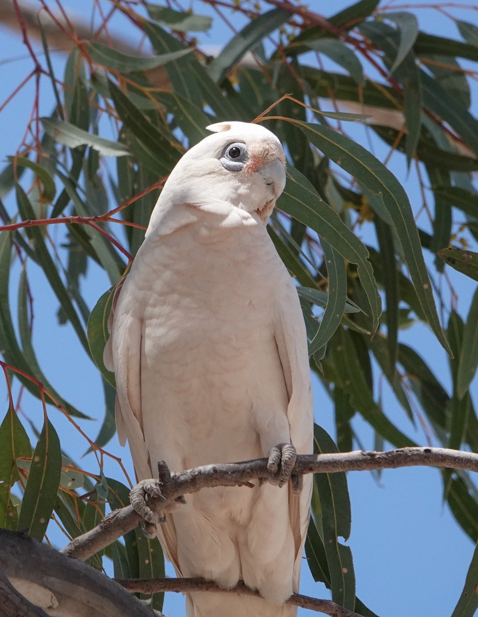 Cacatoès corella - ML643688223
