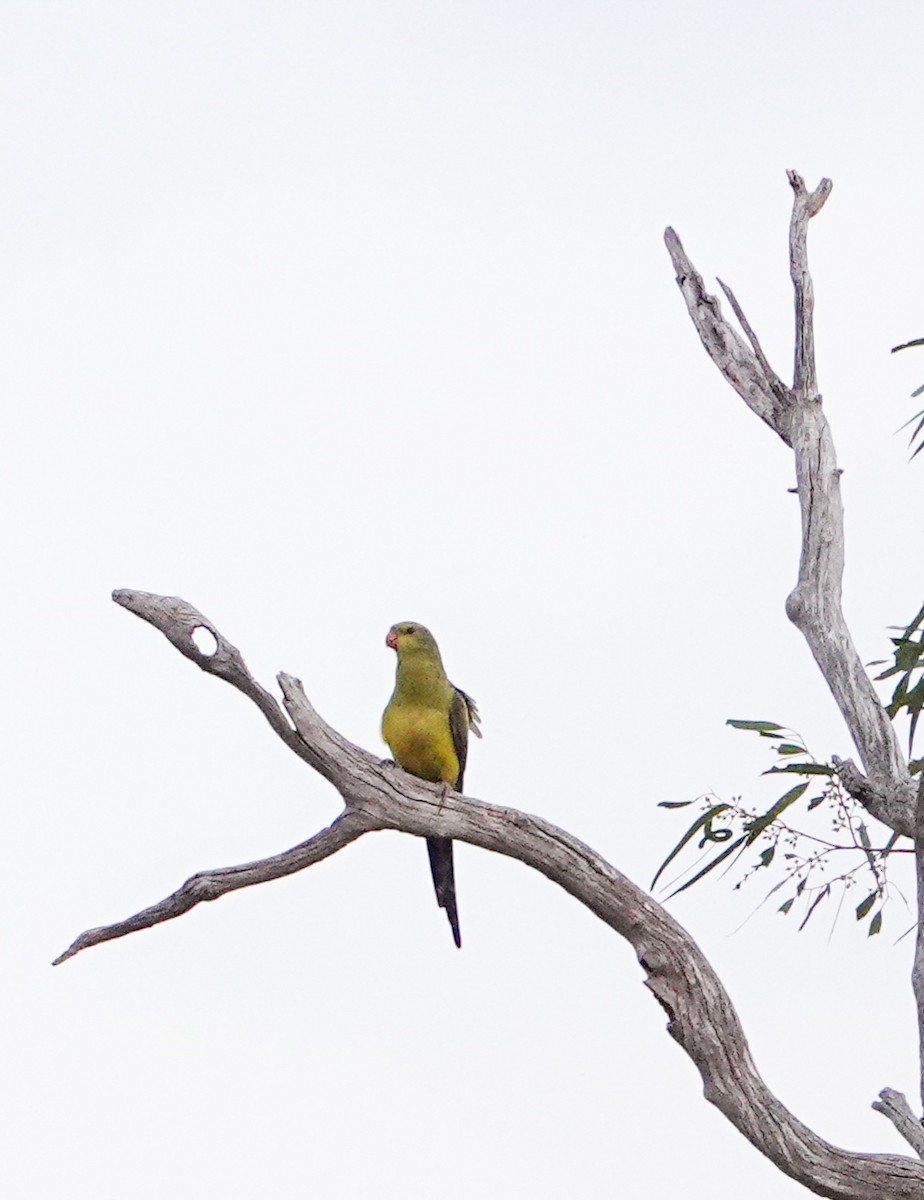 Regent Parrot - ML643688237
