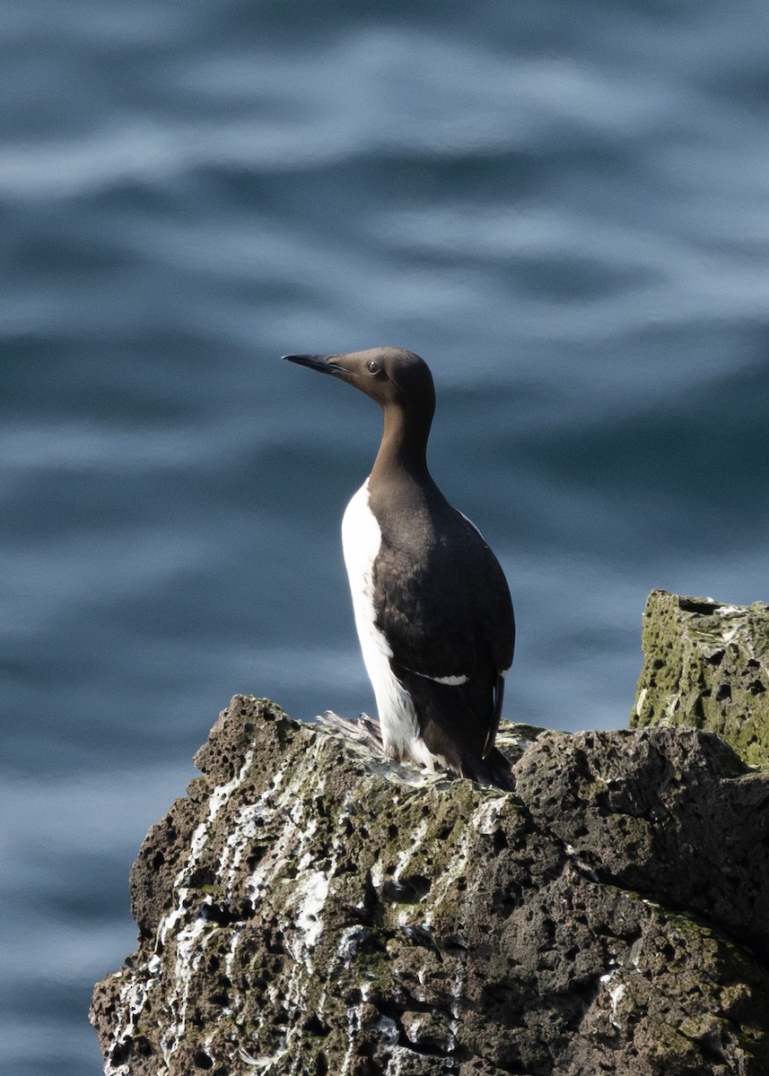 Common Murre - ML643688244