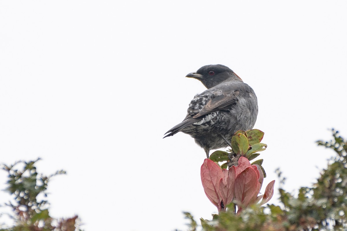 Red-crested Cotinga - ML643688250